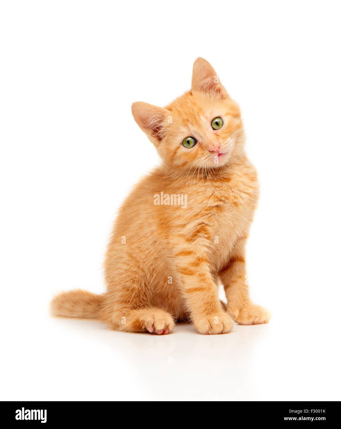Cute little red kitten sitting and looking straight at camera, isolated on a white background Stock Photo