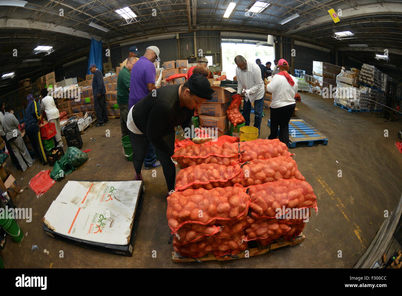 https://c8.alamy.com/comp/F300CC/us-department-of-agriculture-volunteers-sort-through-gleaned-vegetables-F300CC.jpg