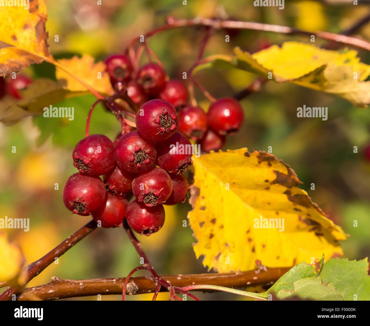 Berries air hires stock photography and images Alamy