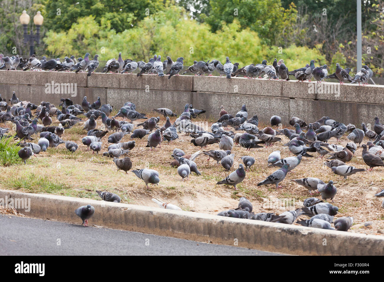 Large flock of pigeons on side of road - USA Stock Photo