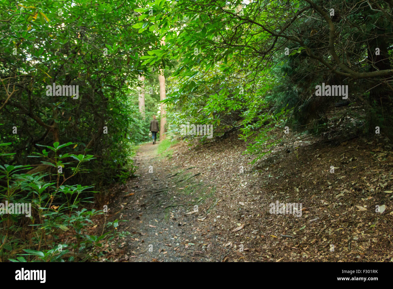 Walking amongst nature at Coombe Gardens in Croydon, Surrey UK Stock Photo