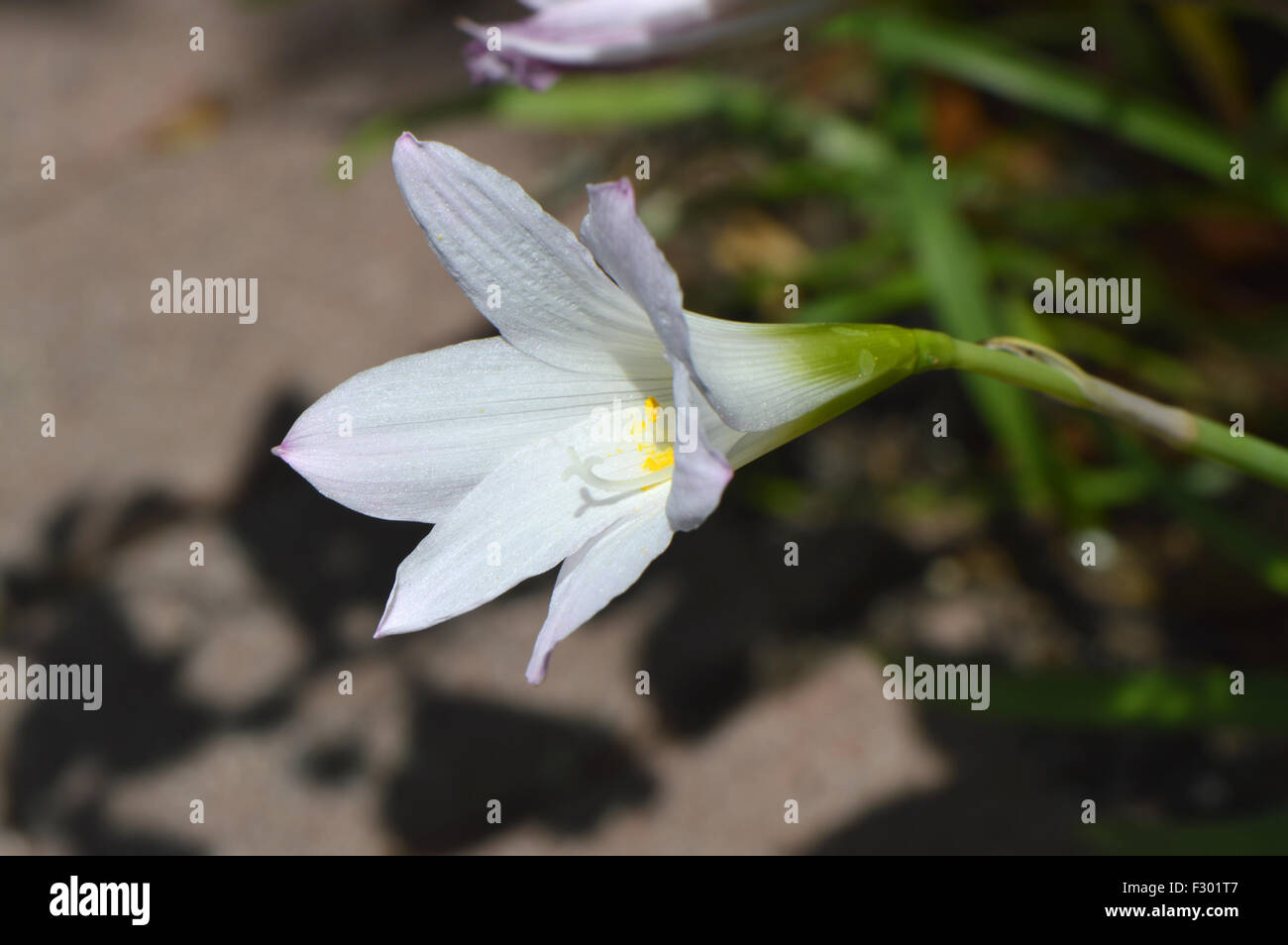 Crinum lily powellii Album in flower Stock Photo