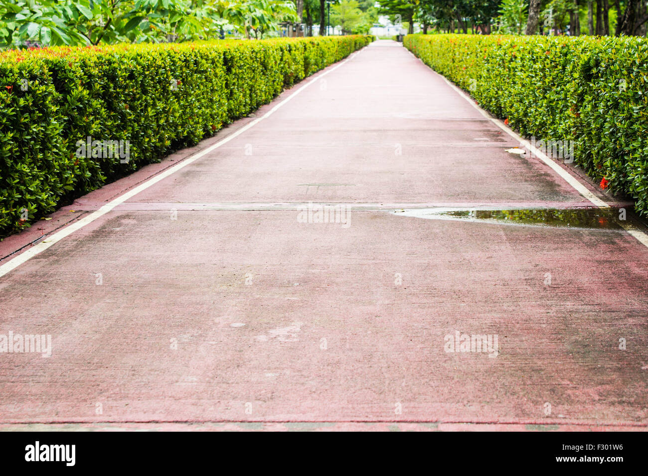 Little road with red Ixora beside the way Stock Photo