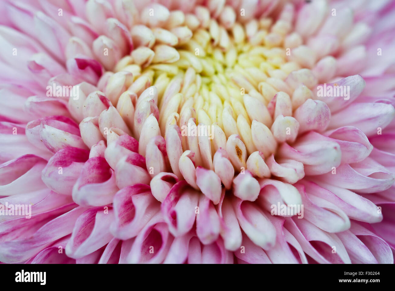 Purple chrysanthemums Stock Photo Alamy