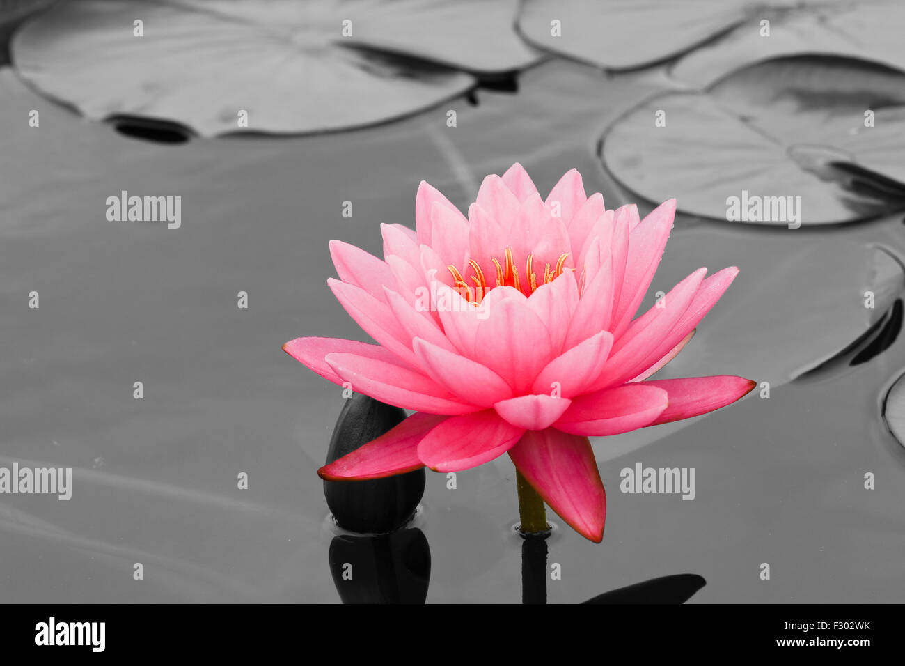 water lily in pond close up Stock Photo - Alamy
