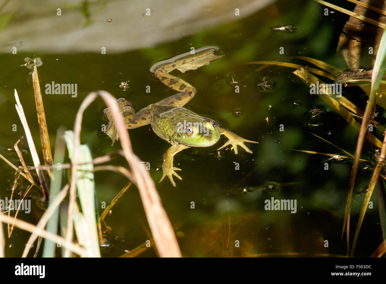 A frog swimming in a swamp Stock Photo