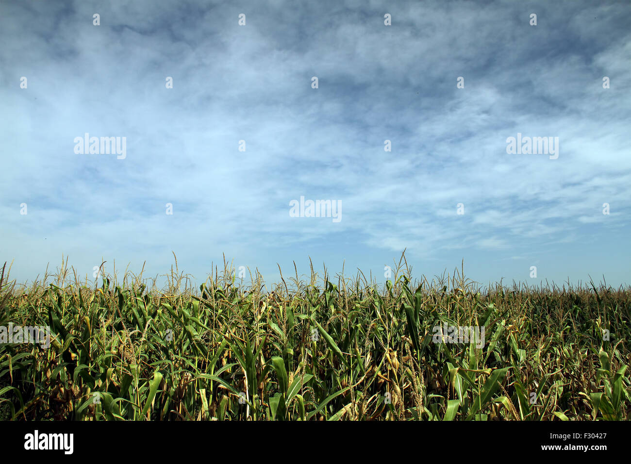 Corn Field in Late Summer under Cloudy Sky Stock Photo - Alamy
