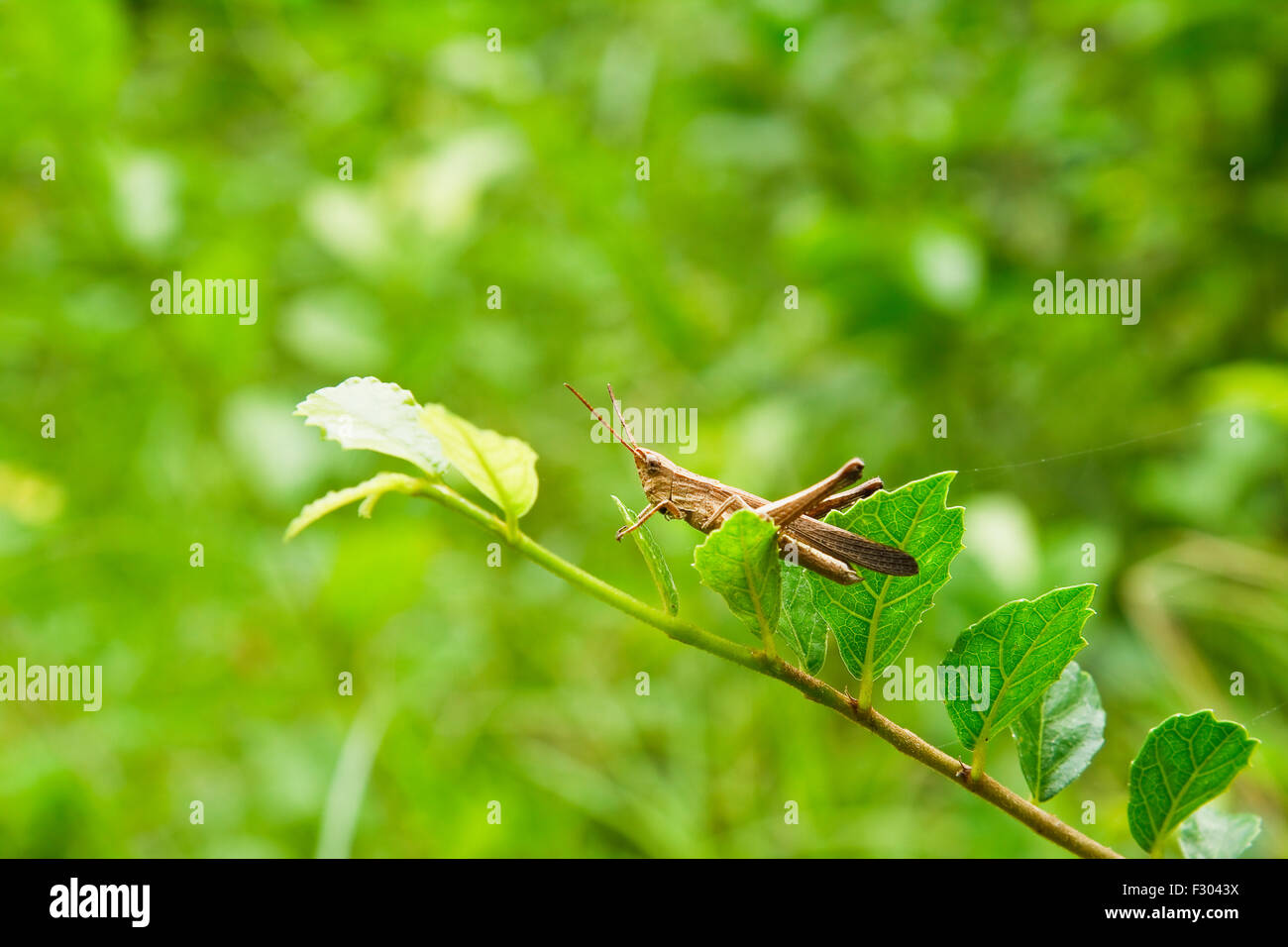Grasshopper on the leaves. Stock Photo