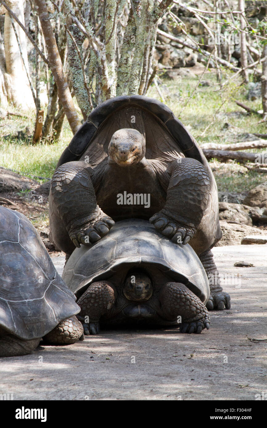 Giant Tortoises with mating behavior, highlands of Floreana Island, Galapagos Islands Stock Photo