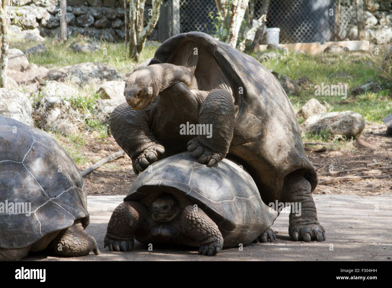 Giant Tortoises with mating behavior, highlands of Floreana Island, Galapagos Islands Stock Photo