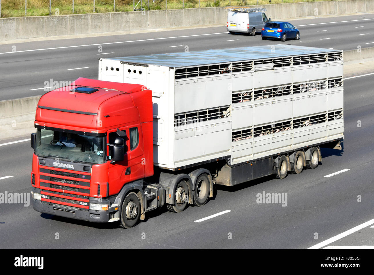 Livestock visible being transported in unmarked articulated trailer & hgv red lorry truck driving along English motorway part of UK food supply chain Stock Photo