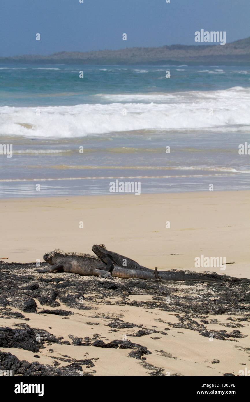 Galapagos marine iguanas on the beach, Isabela Island, Galapagos Islands Stock Photo