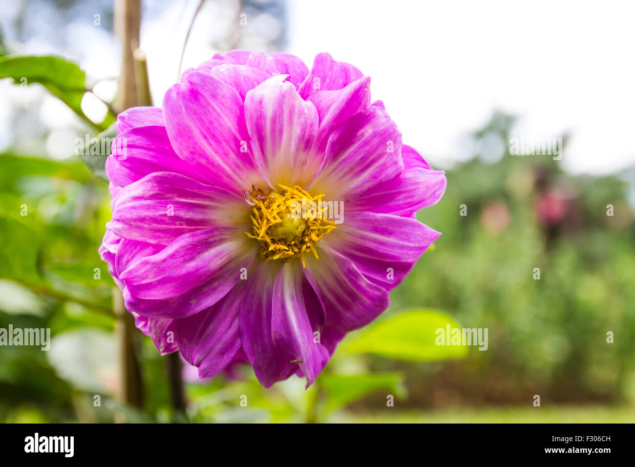 Garden dahlias at Mae Fah Luang Garden,locate on Doi Tung,Thailand Stock Photo