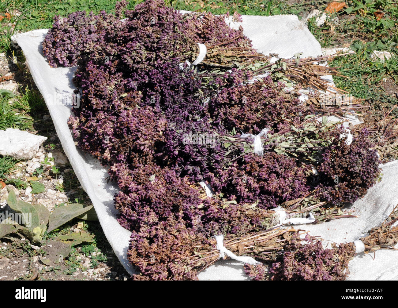 Bunches of mountain tea laid out to dry in the sun. Theth, Albania. Stock Photo