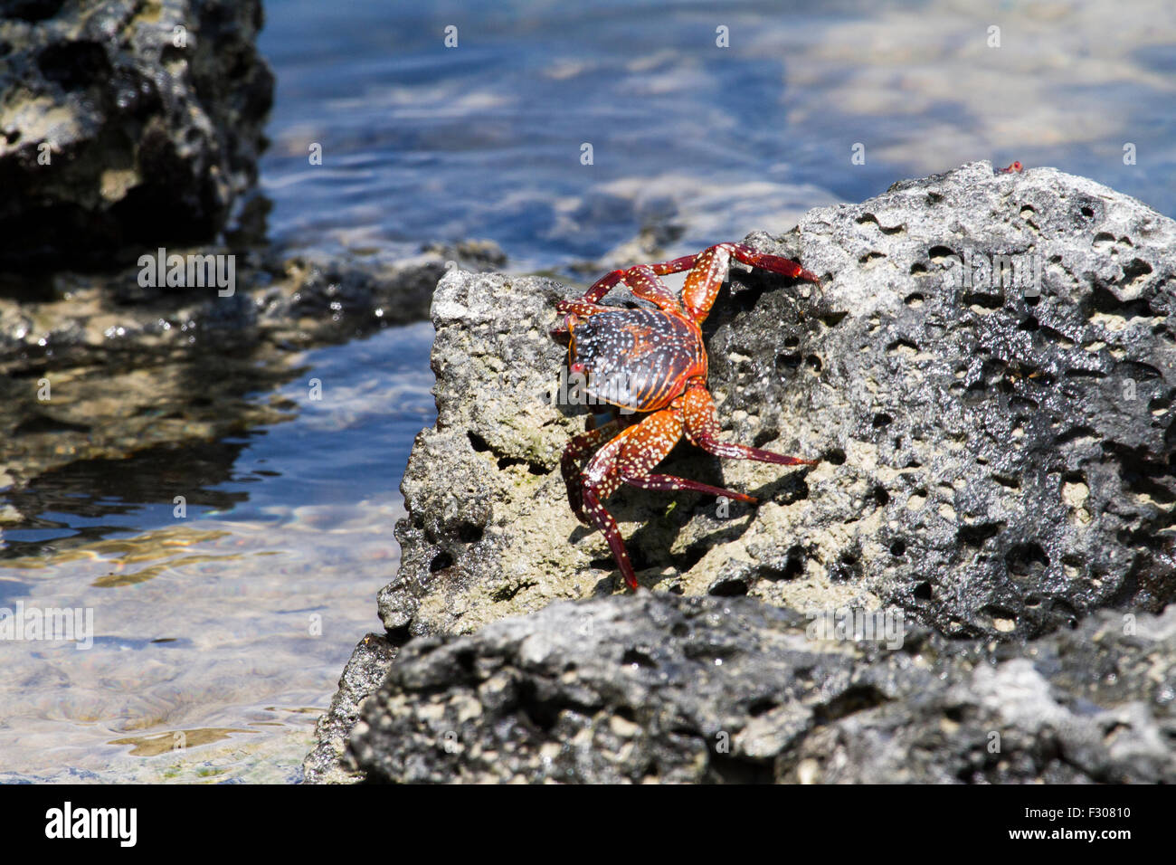 Sally Lightfoot Crab (Grapsus grapsus), Tortuga Bay, Santa Cruz Island, Galapagos Islands Stock Photo