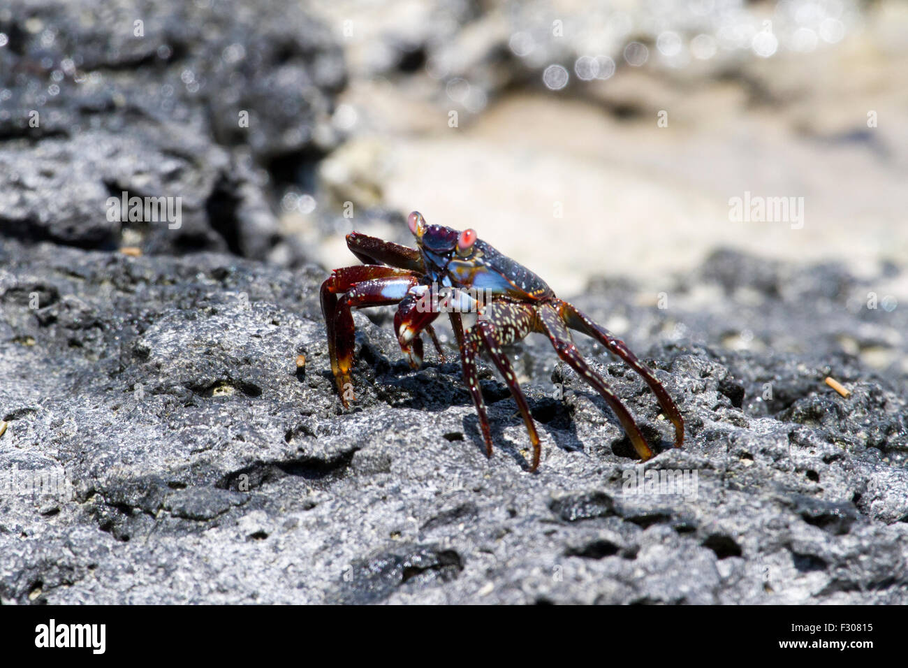 Sally Lightfoot Crab (Grapsus grapsus), Tortuga Bay, Santa Cruz Island, Galapagos Islands Stock Photo
