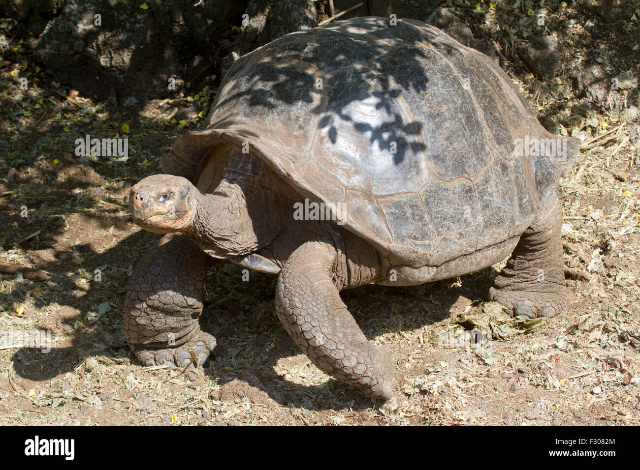 Giant Tortoise at Darwin Center, Santa Cruz Island, Galapagos Islands Stock Photo