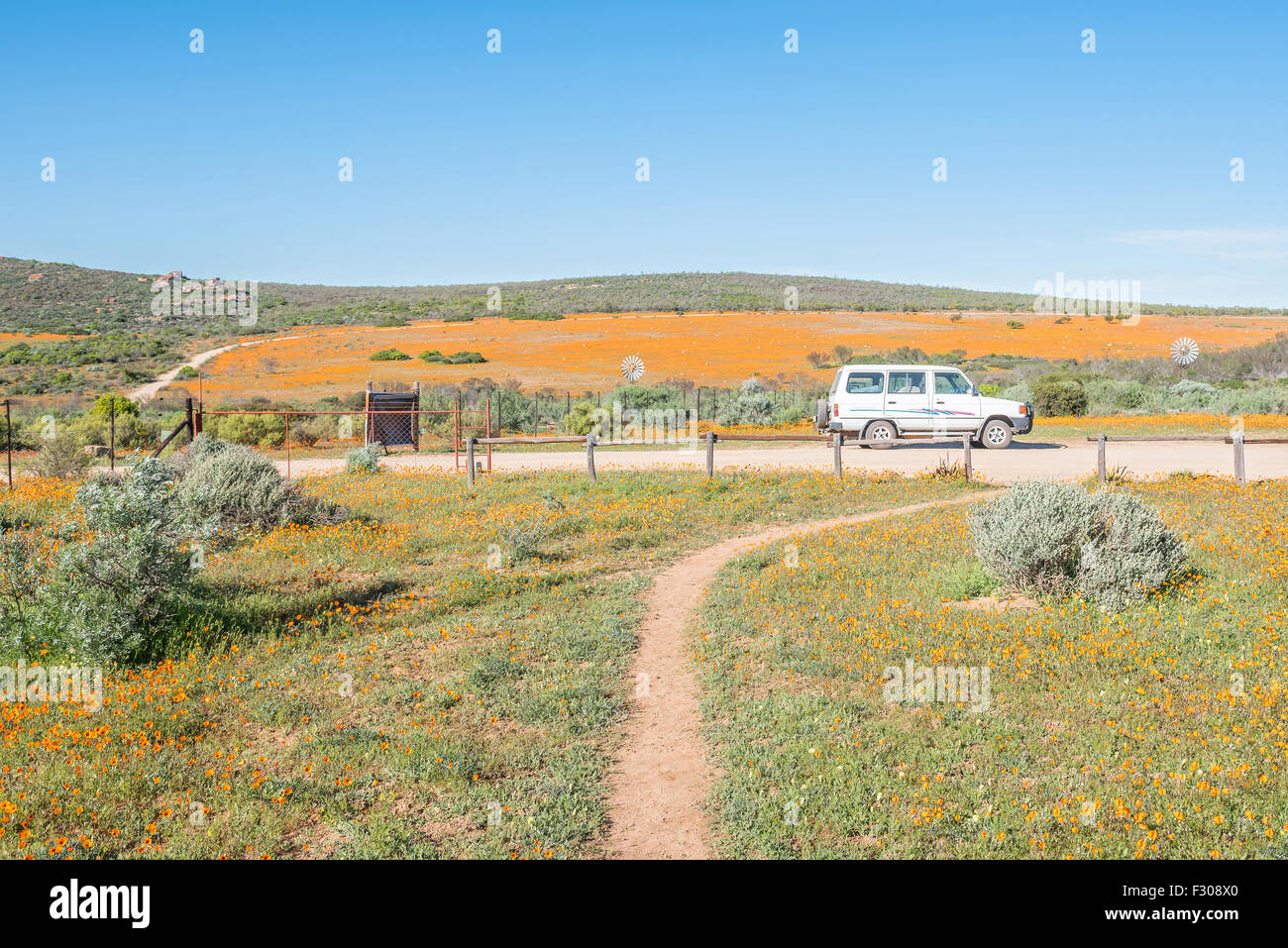 SKILPAD, SOUTH AFRICA - AUGUST 14, 2015: Large fields of orange daisies dominate the landscape of the Namaqua National Park at S Stock Photo