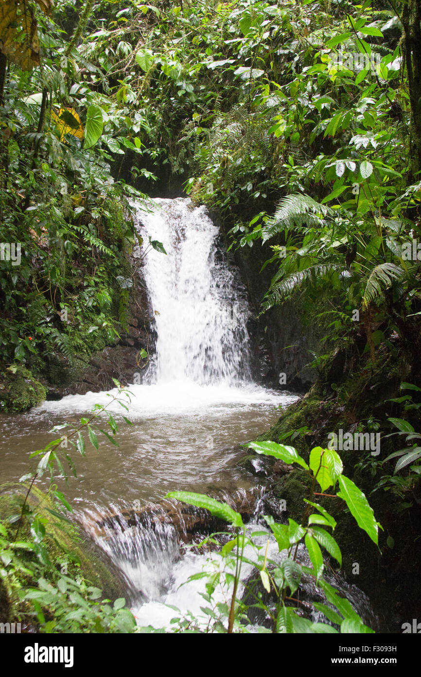 Waterfall in Mindo Cloud Forest, Ecuador Stock Photo