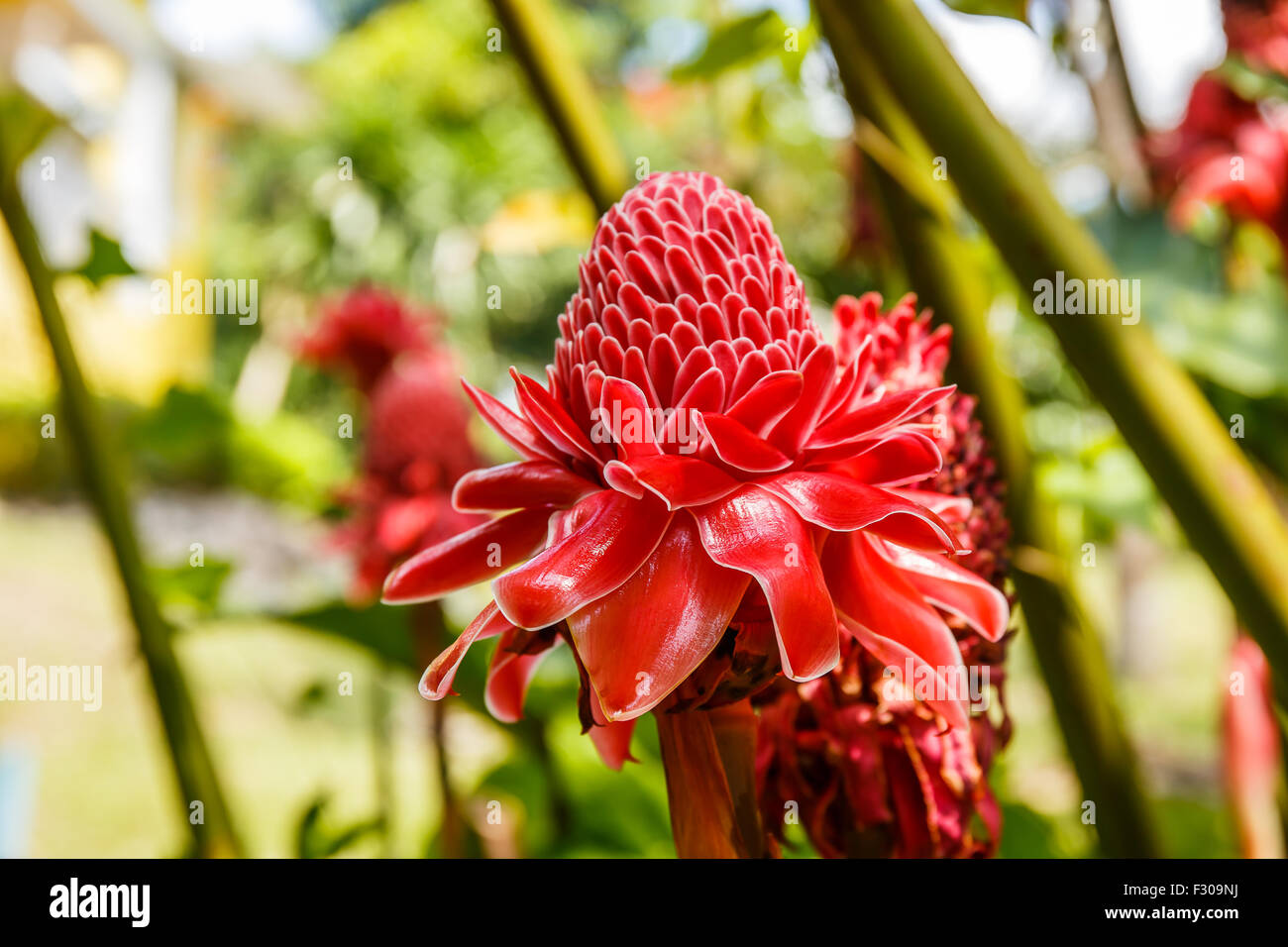 Torch ginger flower Stock Photo Alamy