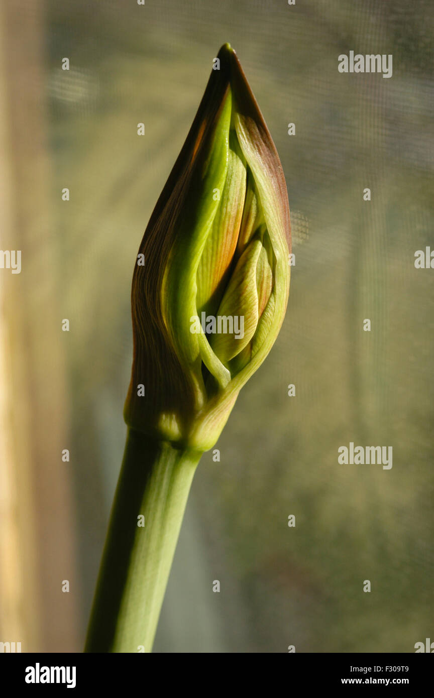 Amaryllis getting ready to bloom.  The tepals appearing Stock Photo