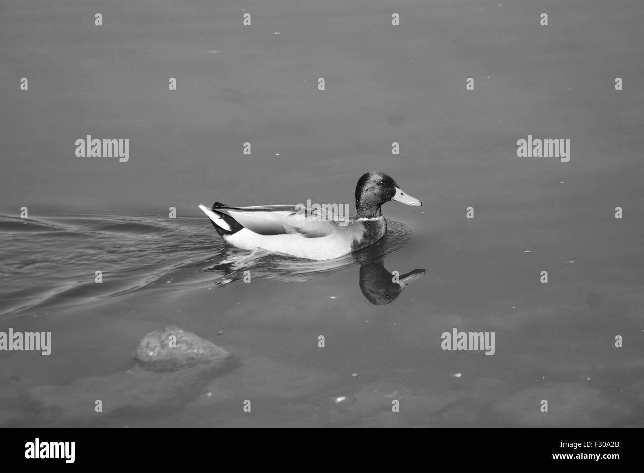 MALLARD DUCK Stock Photo