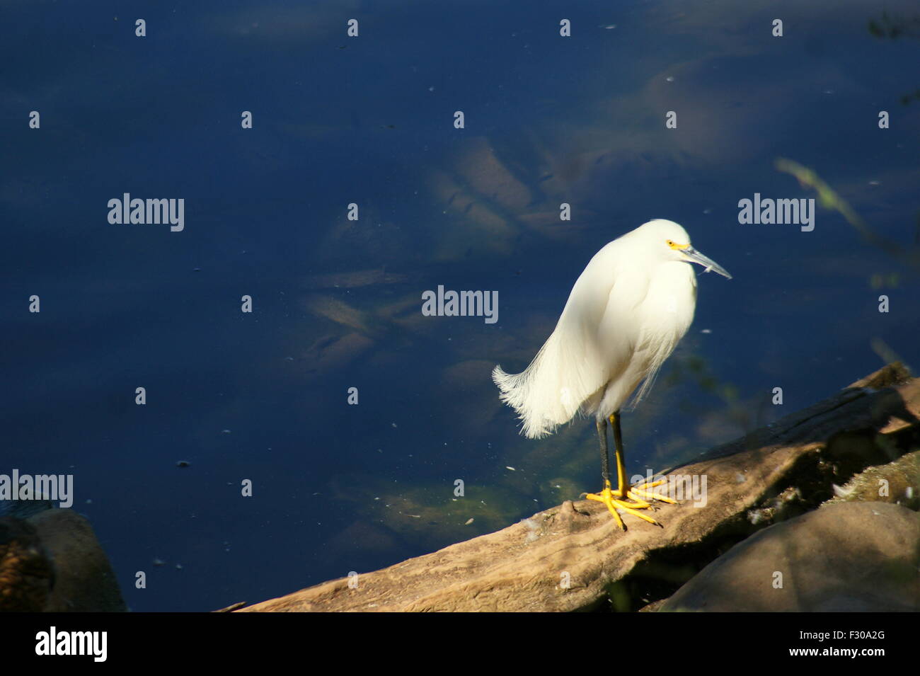 WHITE BIRD Stock Photo