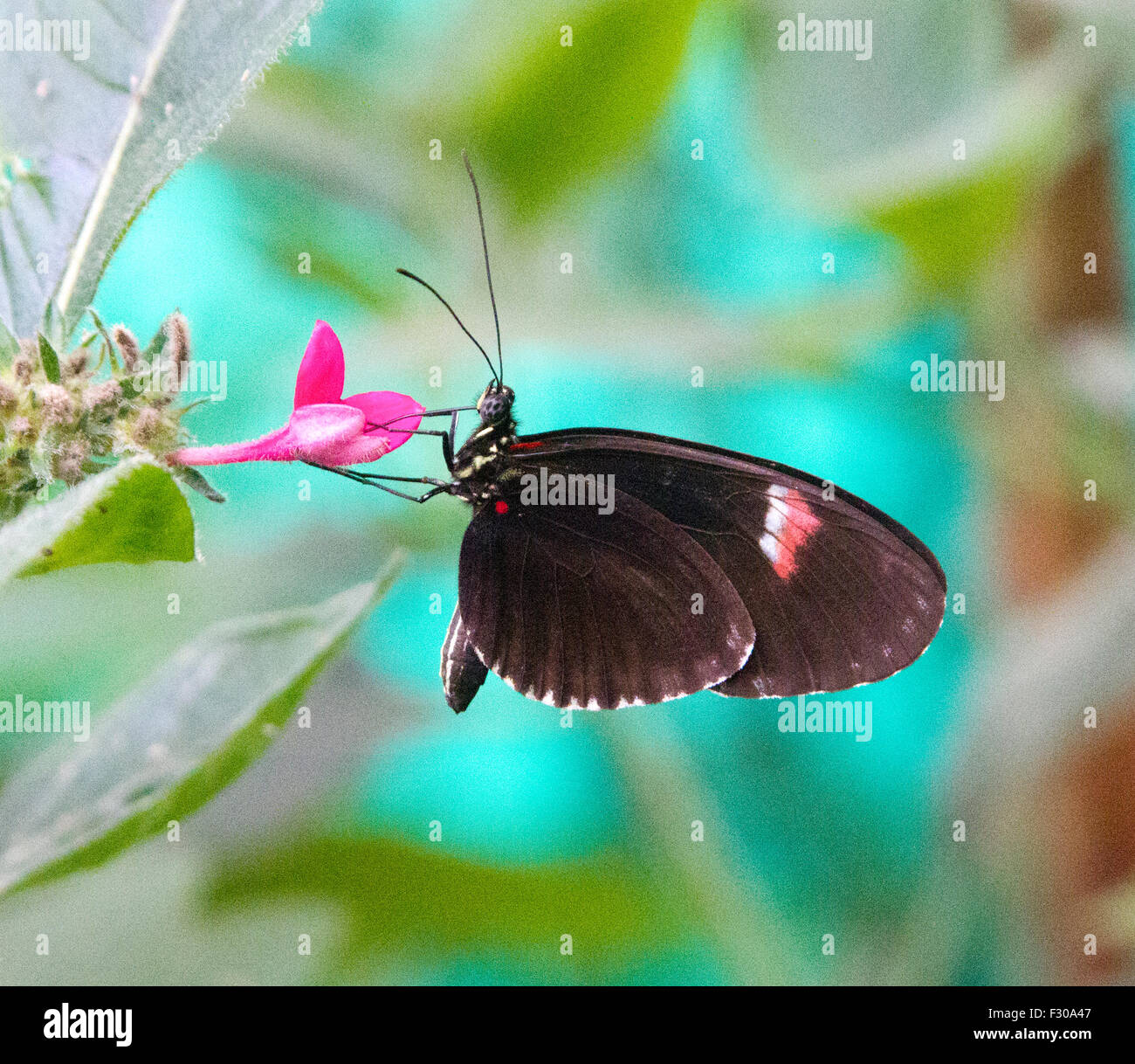 Butterfly in Mindo, Ecuador Stock Photo