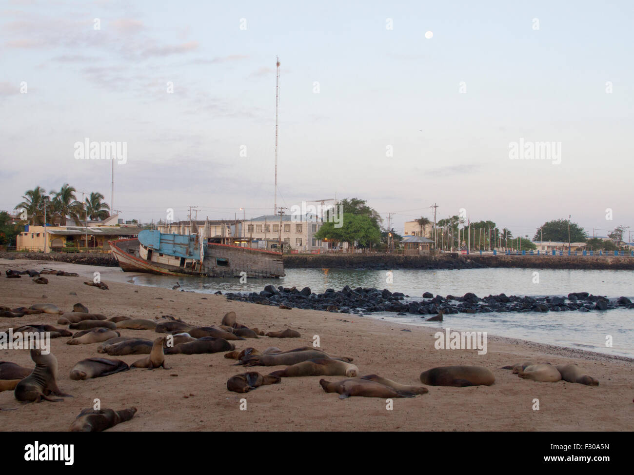 Galapagos Sea Lions on beach, sunrise and moonset at harbor of Puerto Baquerizo Moreno, San Cristobal Island, Galapagos Islands Stock Photo