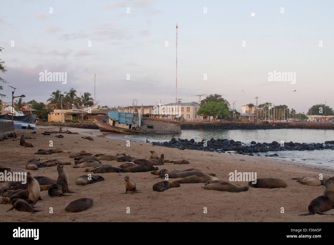 Galapagos Sea Lions on beach, sunrise and moonset at harbor of Puerto Baquerizo Moreno, San Cristobal Island, Galapagos Islands Stock Photo