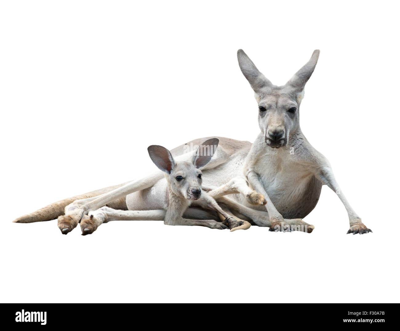 female gray kangaroo with joey in pouch isolated Stock Photo
