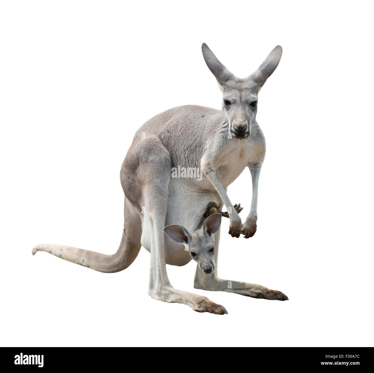 female gray kangaroo with joey in pouch isolated Stock Photo