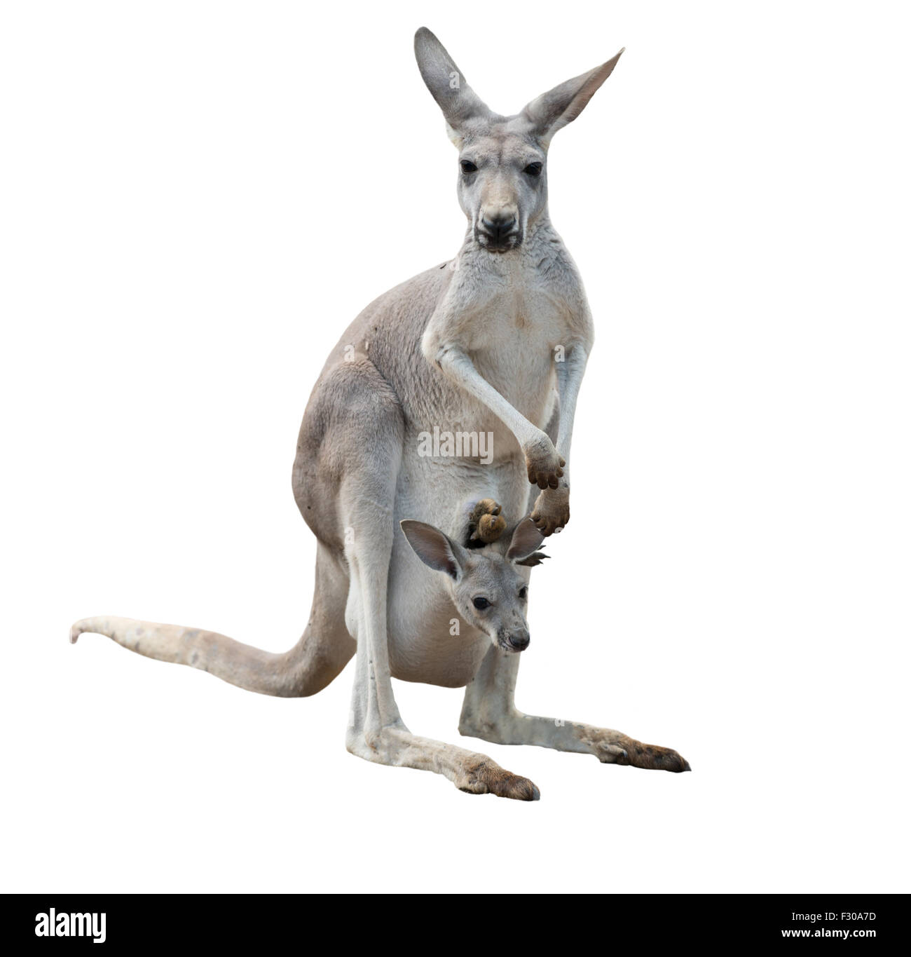 female gray kangaroo with joey in pouch isolated Stock Photo