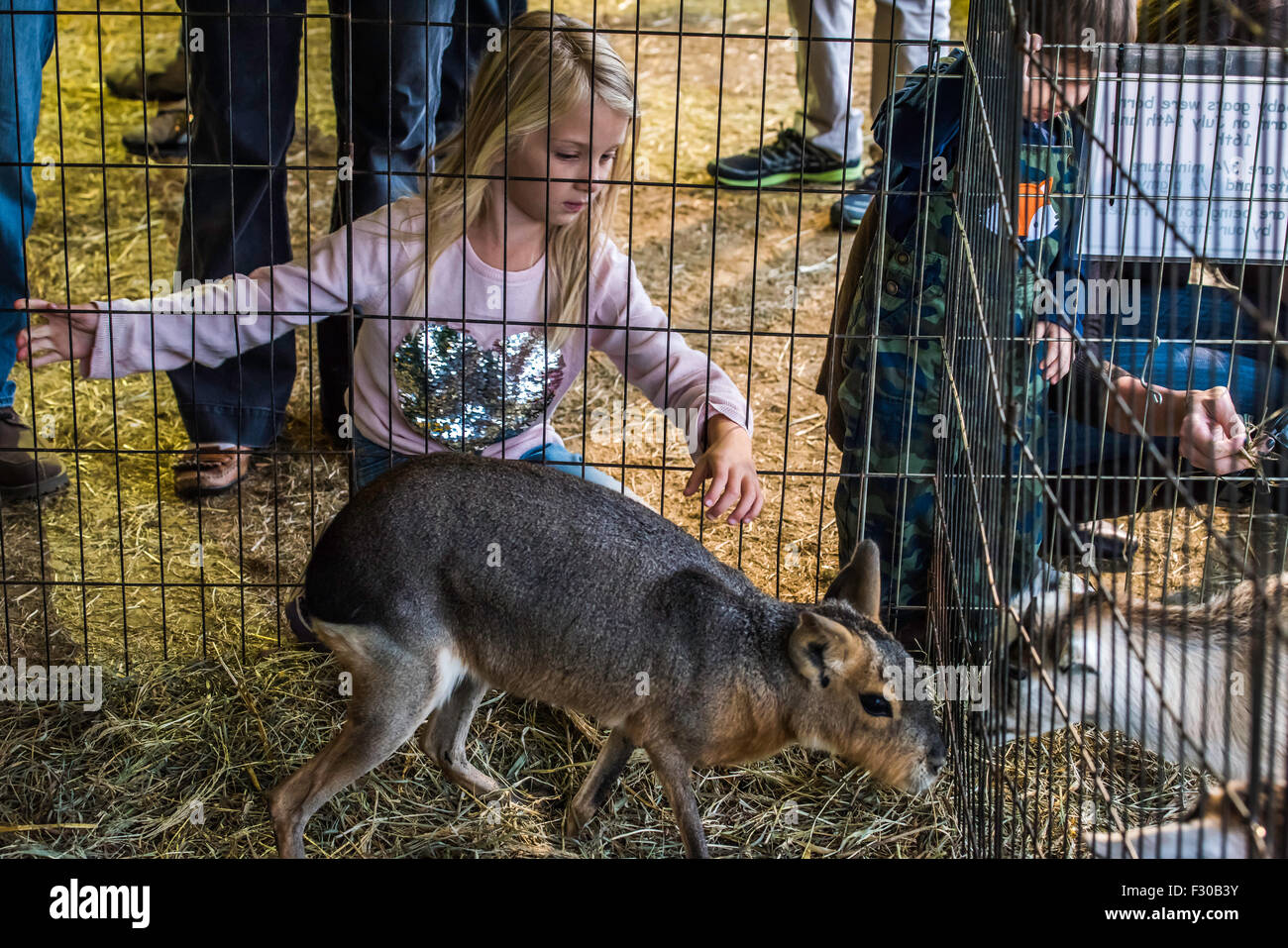 Lancaster county petting zoo hires stock photography and images Alamy