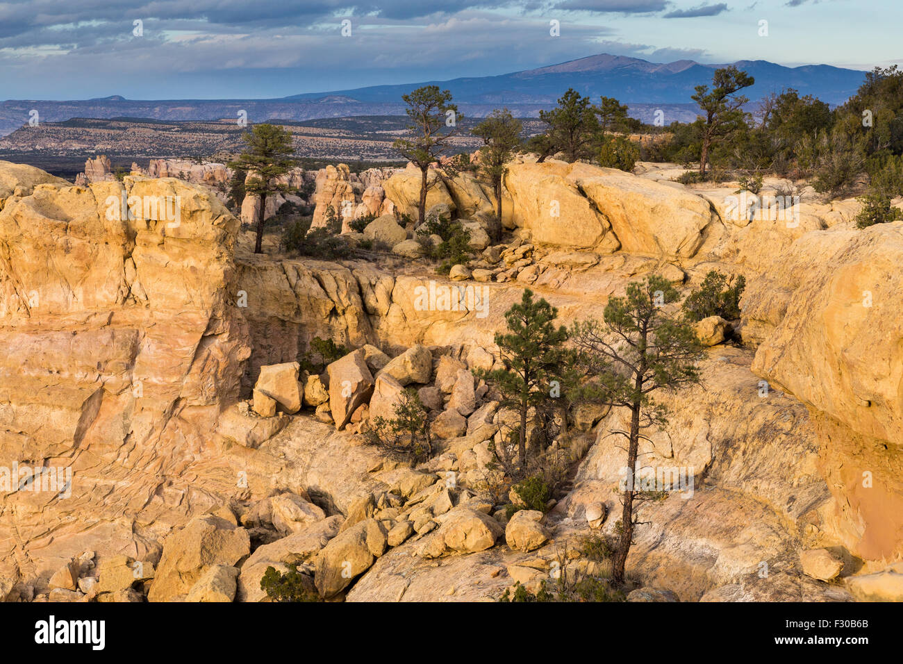 Rocky mountains new pine trees hi-res stock photography and images - Alamy