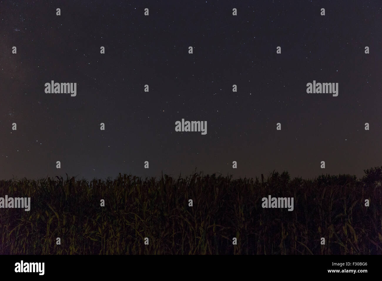 A cornfield at night Stock Photo Alamy