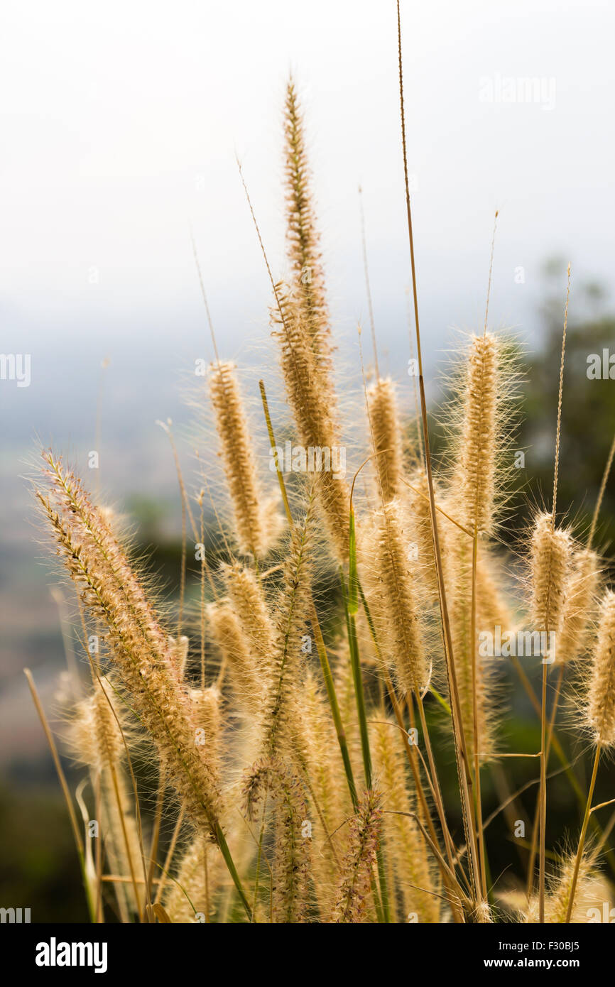 Gramineae grass on Phu Tok, Chiang Khan, Thailand Stock Photo