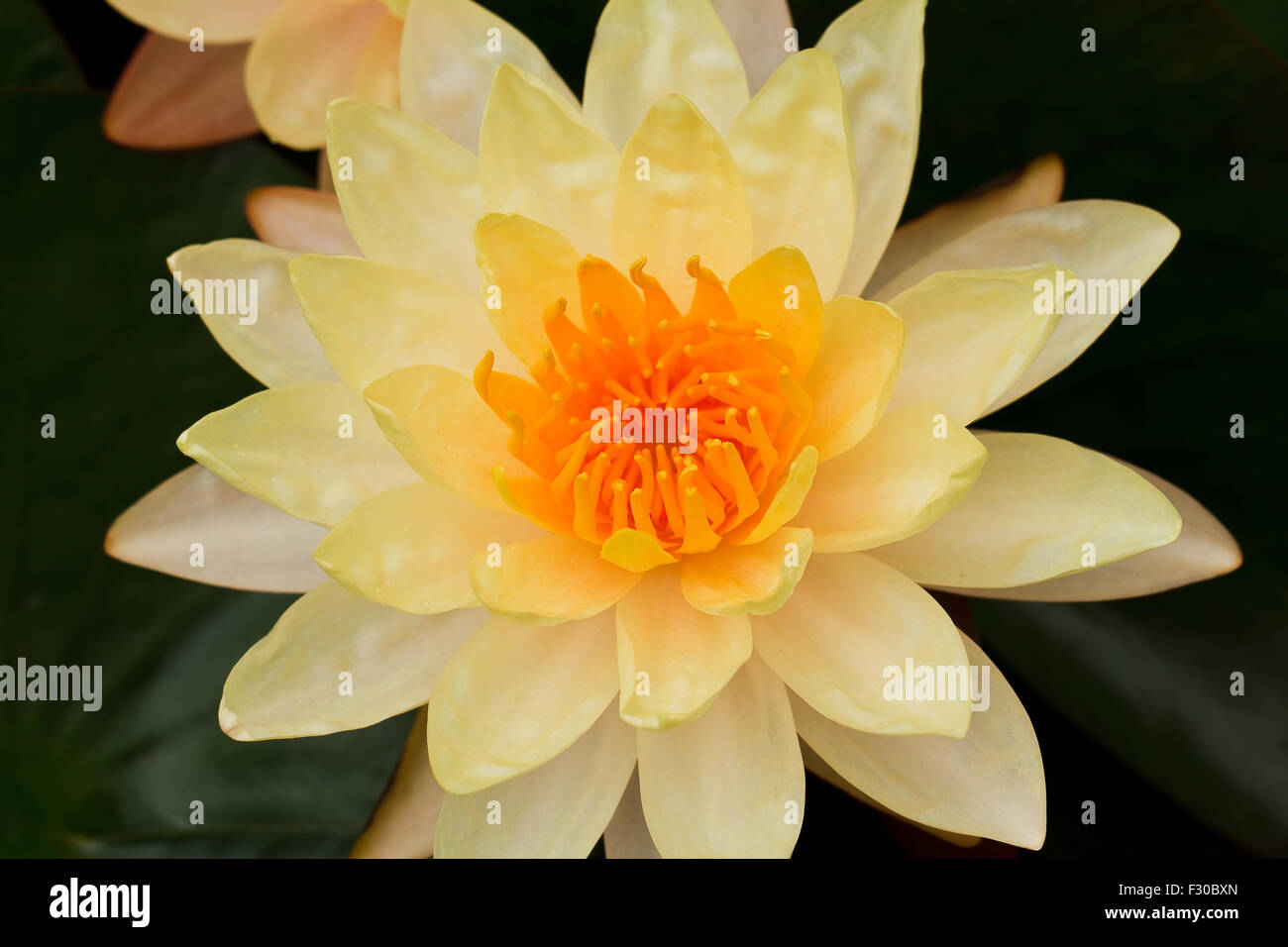 Yellow water lily Stock Photo - Alamy