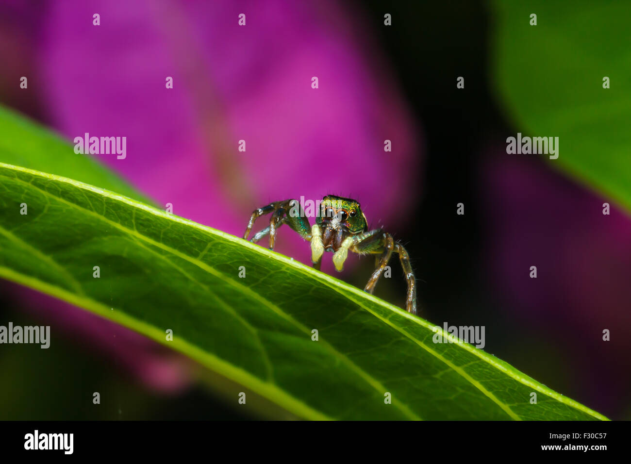Jumping spider on green leaf Stock Photo - Alamy