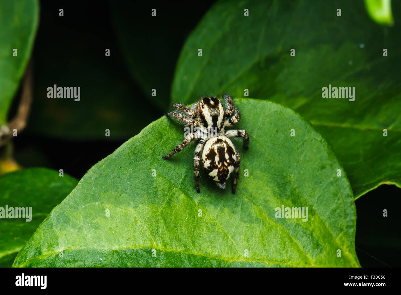 Jumping spider on green leaf Stock Photo - Alamy