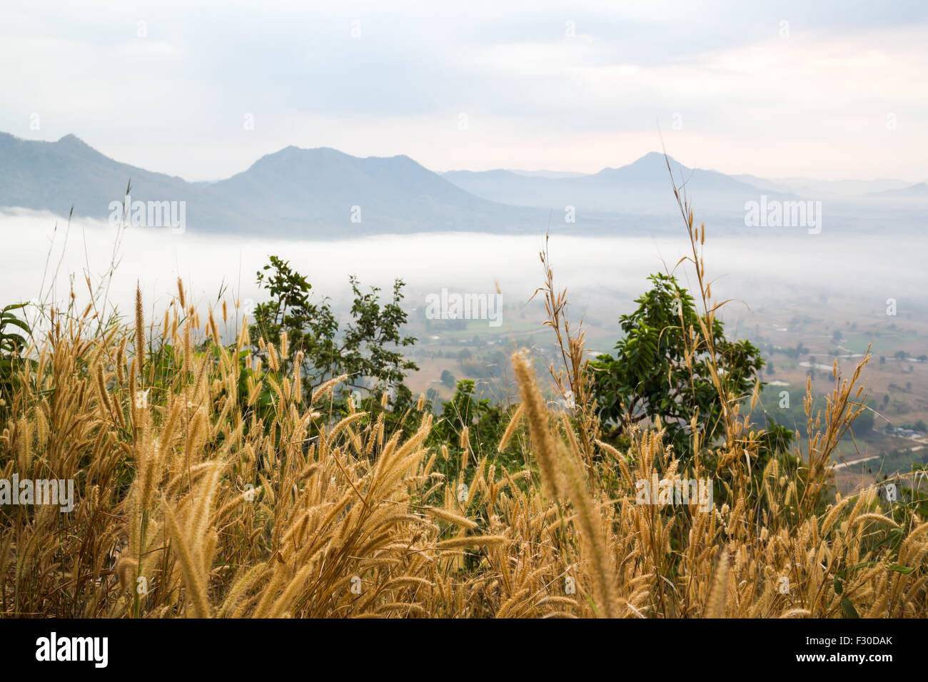 Gramineae grass on Phu Tok, Chiang Khan, Thailand Stock Photo
