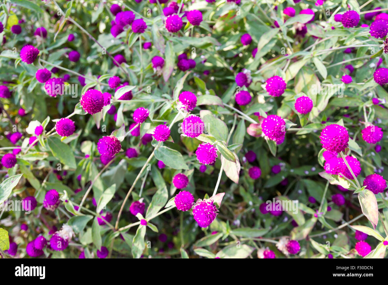 Globe amaranth or Gomphrena globosa beautiful flowers Stock Photo Alamy