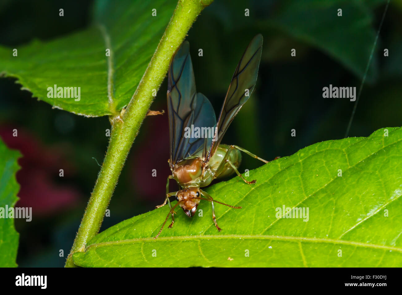weaver ant queen on green leaf Stock Photo Alamy