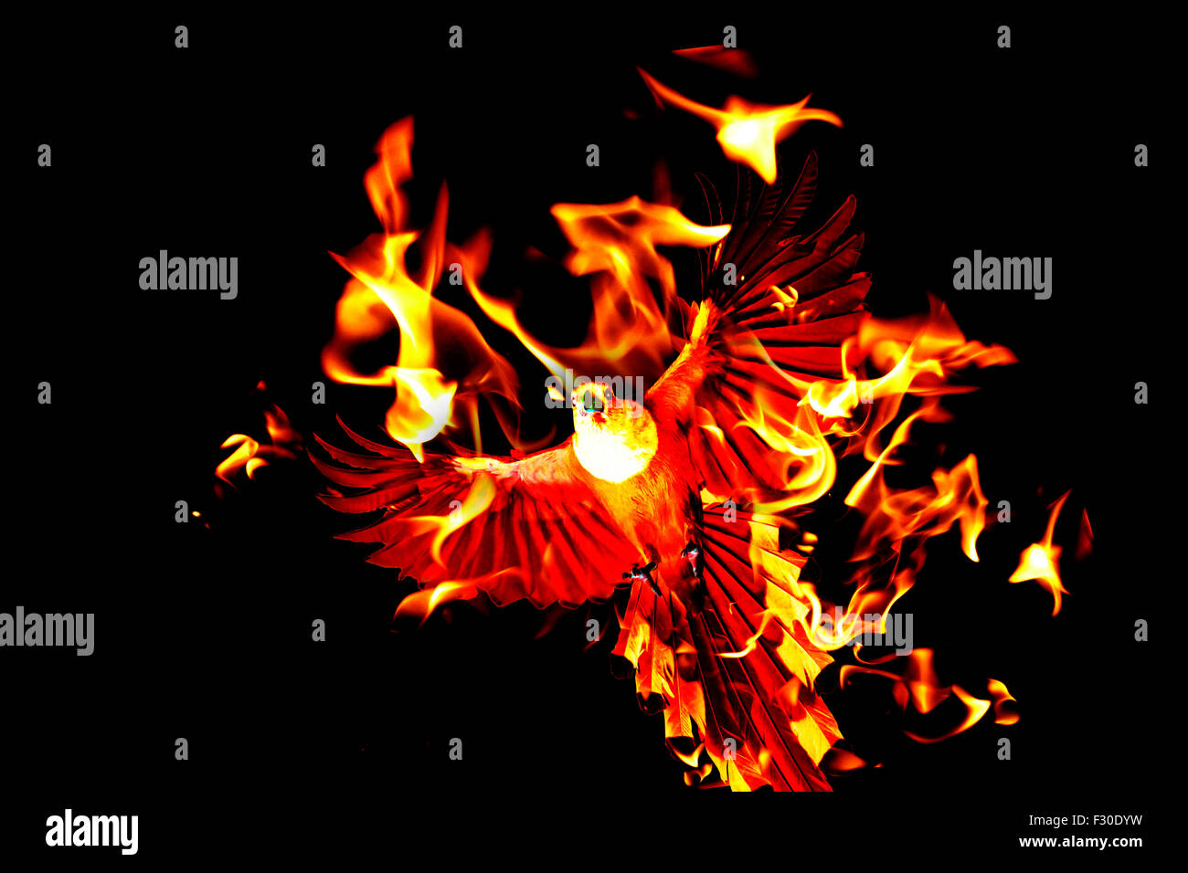 ashes phoenix,the art,formosa blue magpie Stock Photo