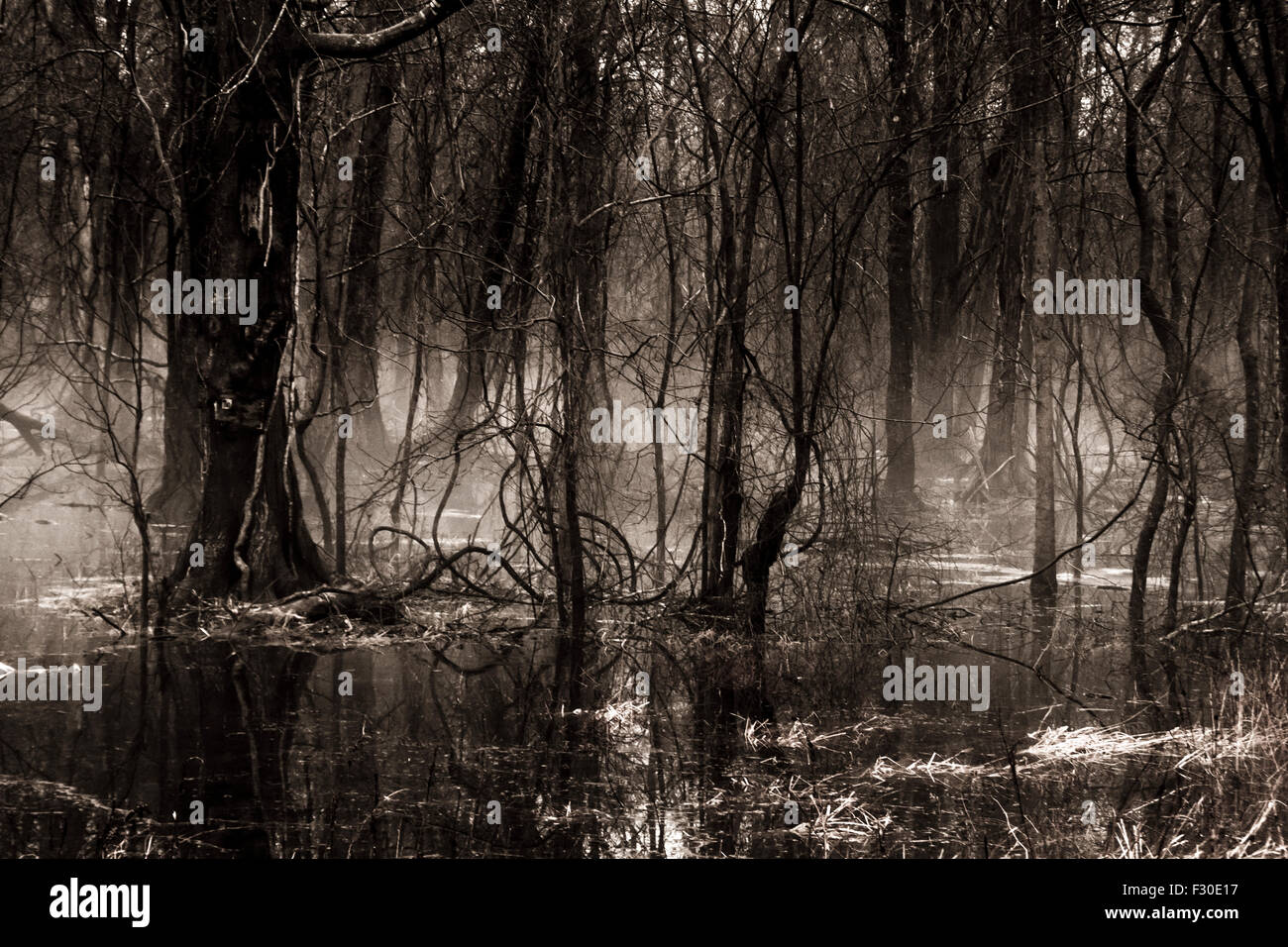 Dark Misty Cypress Swamp Stock Photo