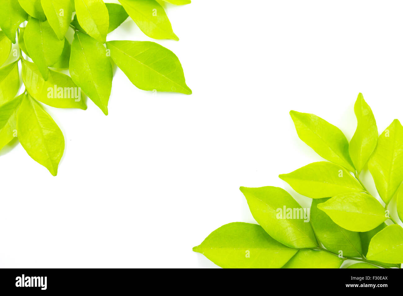 Clean leaf. Clean leaf