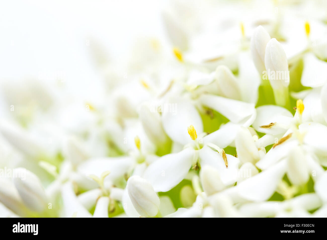 Jasmine flower hires stock photography and images Alamy