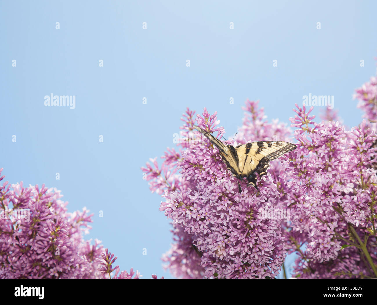 tiger swallowtail butterfly papilio glaucas on purple lillac tree Stock Photo