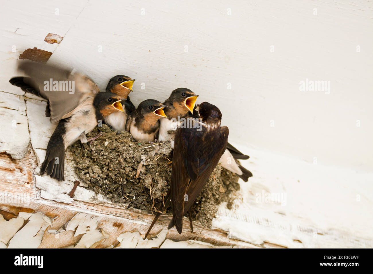 Feed me! Demanding swallow chicks begging for food Stock Photo