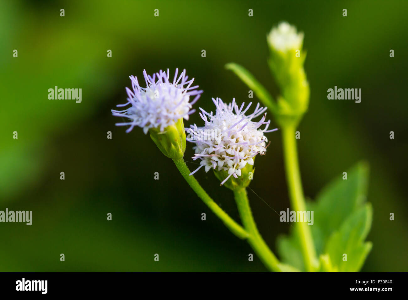 Beautiful Flower Siam weed or Adenostemma viscosum Stock Photo